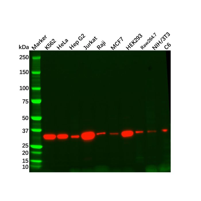 Recombinant Thymidylate Synthase Antibody -    by Aladdin Scientific
