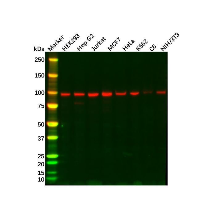 Recombinant Topoisomerase I Antibody -    by Aladdin Scientific