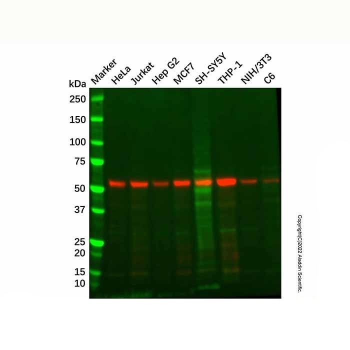 Recombinant TRAF2 Antibody -    by Aladdin Scientific