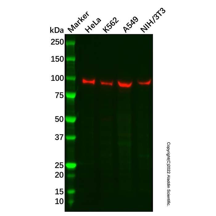 Recombinant TRAF6BP/TAX1BP1 Antibody -    by Aladdin Scientific
