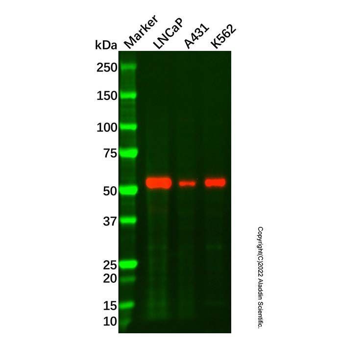 Recombinant TXNRD2 Antibody -    by Aladdin Scientific