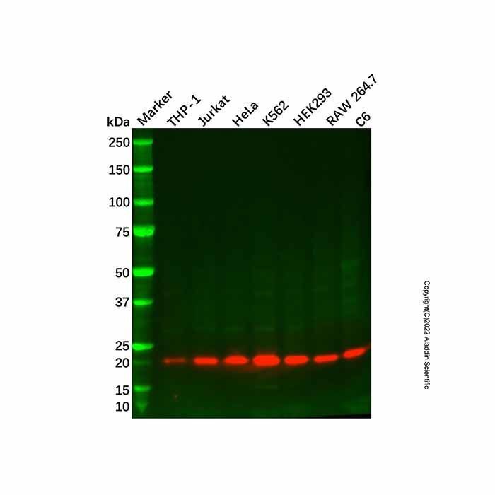 Recombinant U1-C Antibody -    by Aladdin Scientific