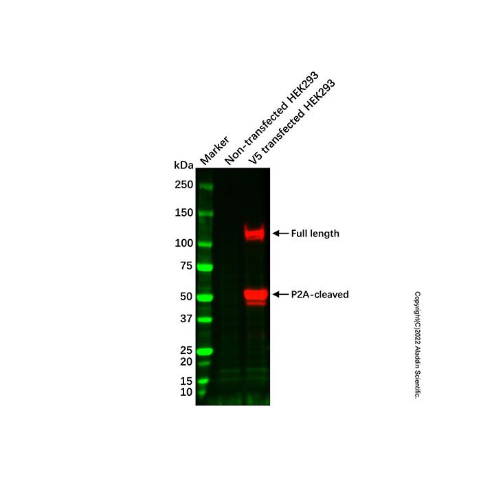 Recombinant V5 tag Antibody -    by Aladdin Scientific