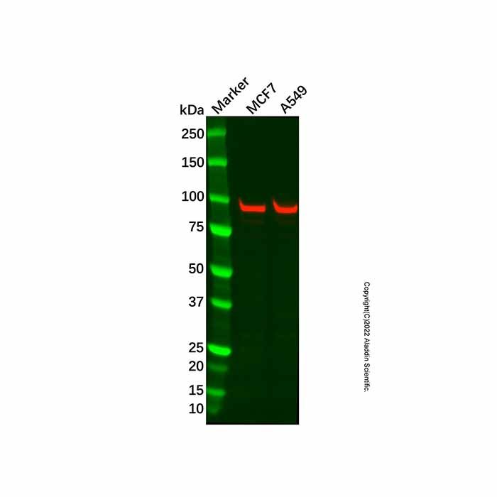 VCP Antibody -    by Aladdin Scientific