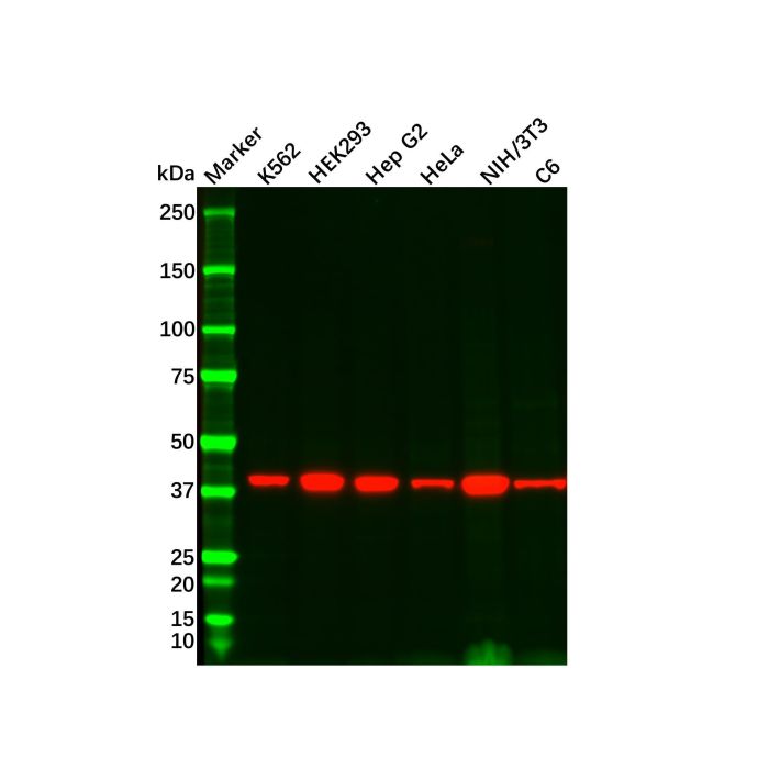 Recombinant Wnt16 Antibody -    by Aladdin Scientific
