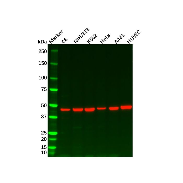 Recombinant Wnt2b Antibody -    by Aladdin Scientific
