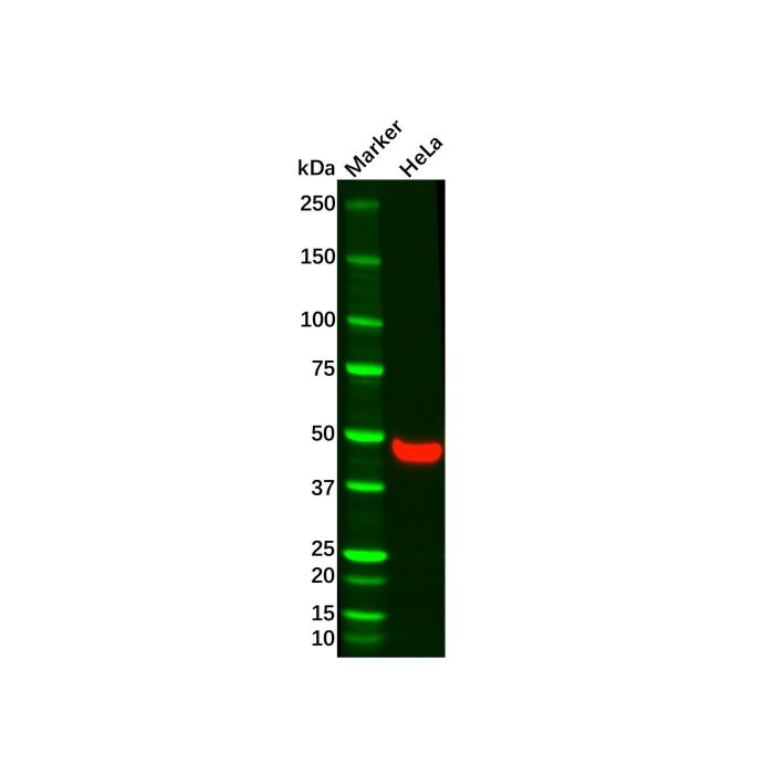 Recombinant Wnt5a Antibody -    by Aladdin Scientific
