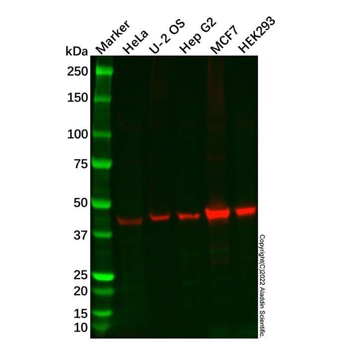 Recombinant WWOX Antibody -    by Aladdin Scientific
