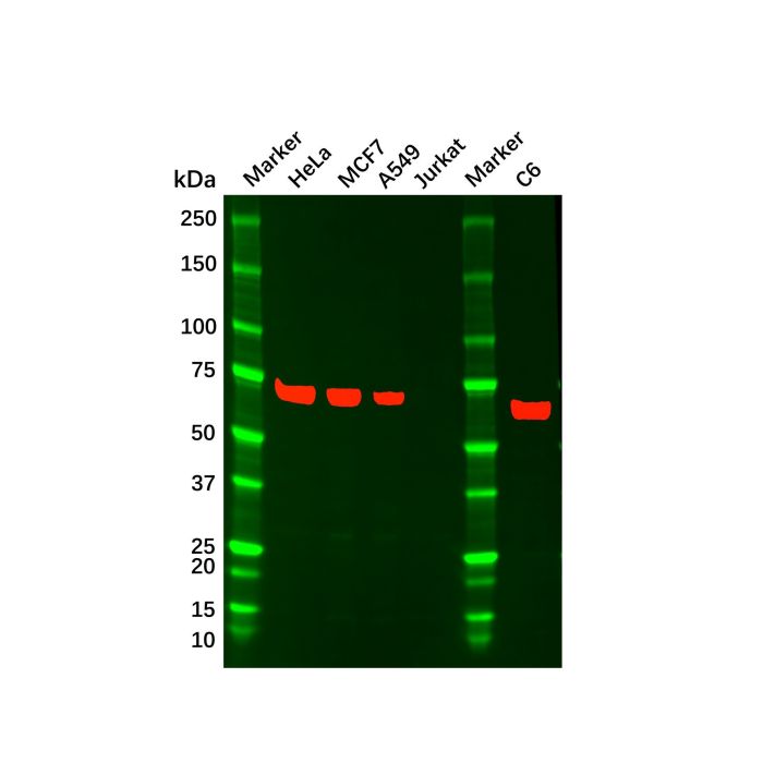 YAP1 Mouse mAb -    by Aladdin Scientific
