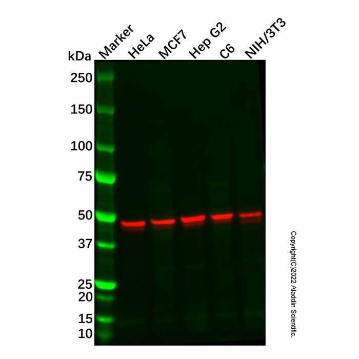Recombinant YB1 Antibody -    by Aladdin Scientific