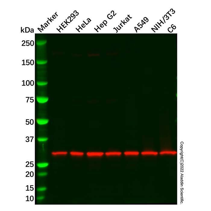 Recombinant YWHAE Antibody -    by Aladdin Scientific