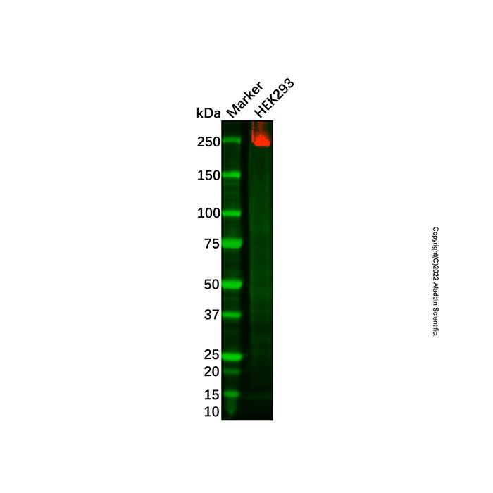 ZO1 tight junction Antibody -    by Aladdin Scientific
