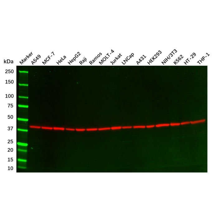 beta Actin Mouse mAb - Primary antibody   by Aladdin Scientific