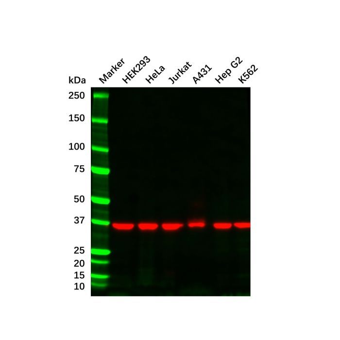 GAPDH Mouse mAb - by Aladdin Scientific