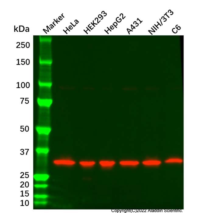 PCNA Mouse mAb - Primary antibody by Aladdin Scientific