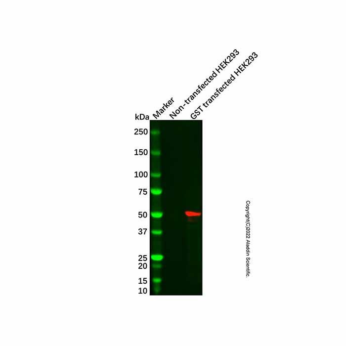 GST Tag Mouse mAb -    by Aladdin Scientific