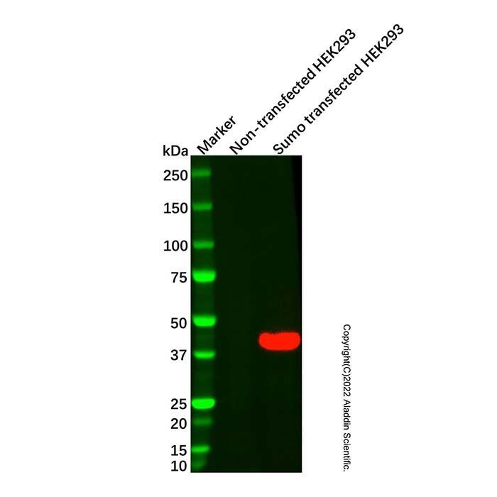 Sumo tag Mouse mAb - by Aladdin Scientific