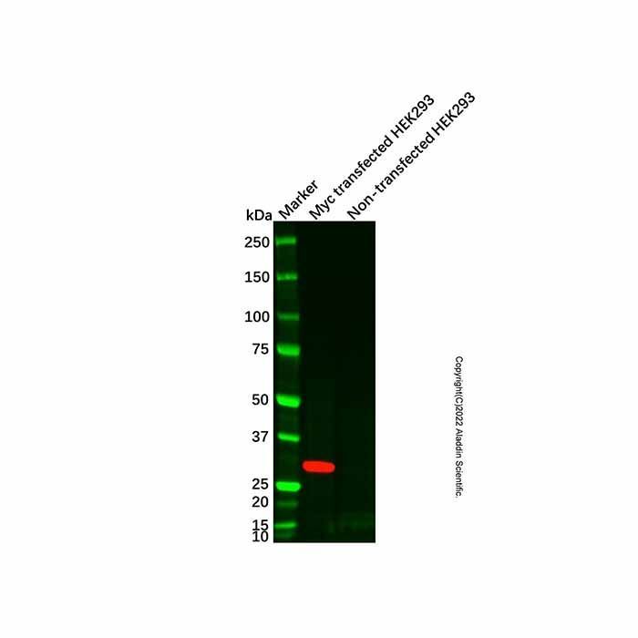 Myc tag Mouse mAb -    by Aladdin Scientific