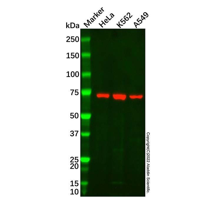 Hsp70 Mouse mAb -    by Aladdin Scientific