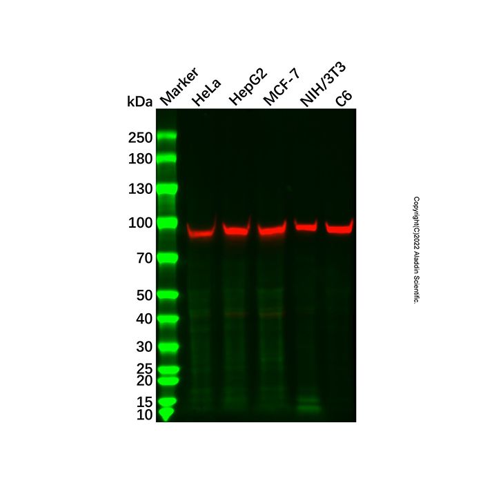 Hsp90 alpha Mouse mAb -    by Aladdin Scientific