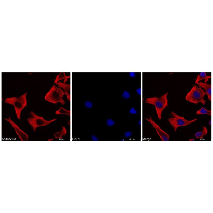 Goat Anti-Mouse IgG H&L (TRITC) -    by Aladdin Scientific
