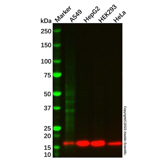 COX IV Mouse mAb -    by Aladdin Scientific