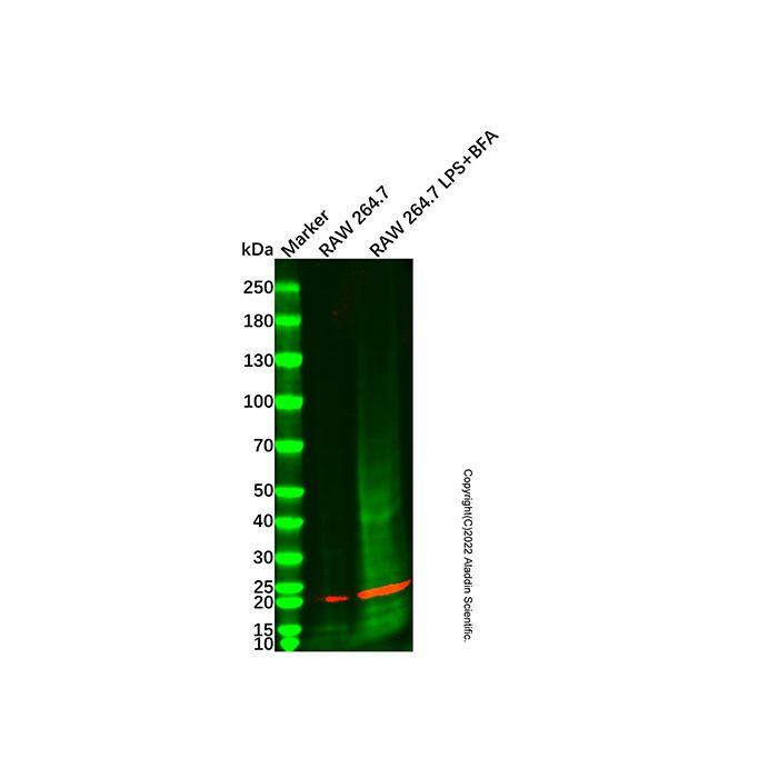 TNF alpha Mouse mAb -    by Aladdin Scientific