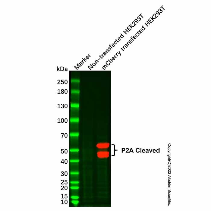 mCherry Mouse mAb -    by Aladdin Scientific