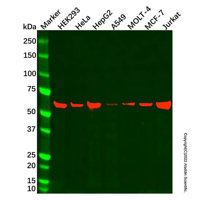Hsp60 Mouse mAb - by Aladdin Scientific