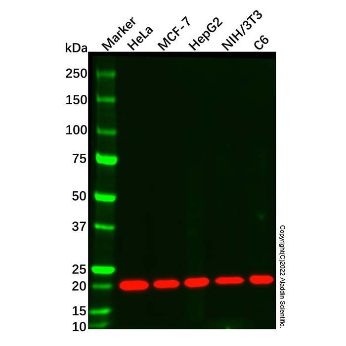 Cyclophilin B Mouse mAb - by Aladdin Scientific