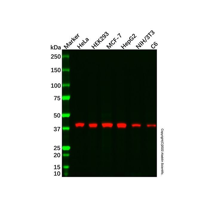 Aurora B Mouse mAb -    by Aladdin Scientific