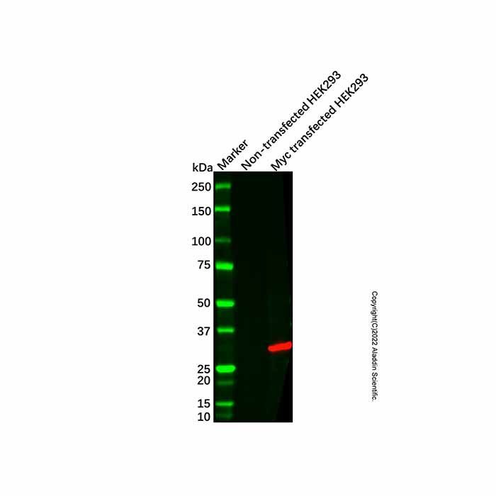 Myc tag Mouse mAb -    by Aladdin Scientific