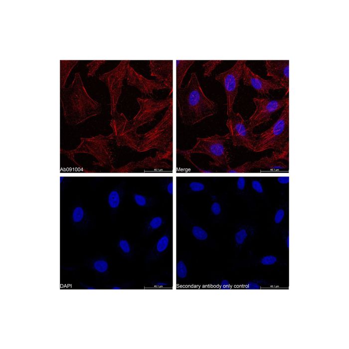 Goat Anti-Rabbit IgG H&L (Biotin) -    by Aladdin Scientific