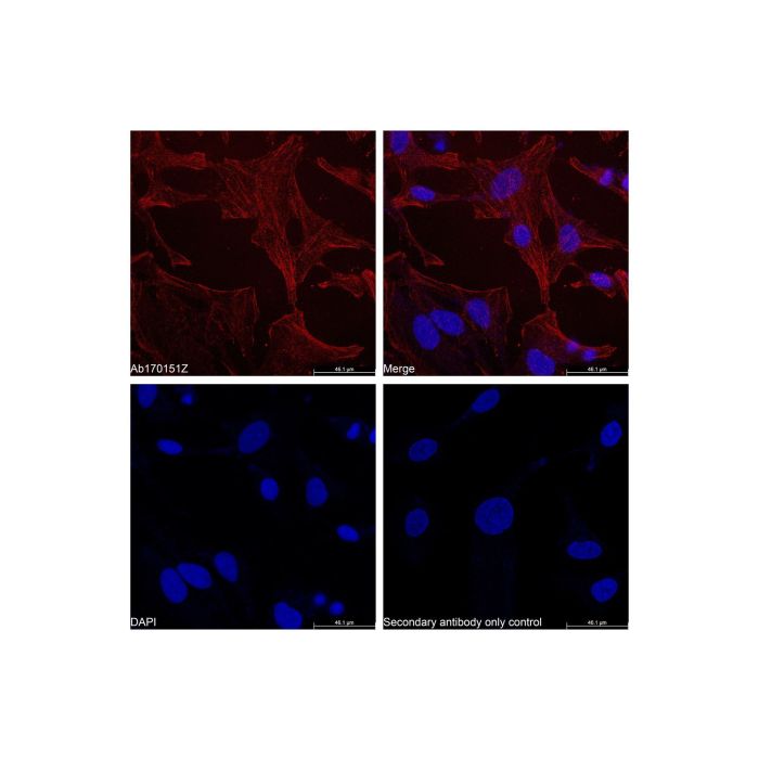Goat Anti-Rabbit IgG H&L (TRITC) - by Aladdin Scientific