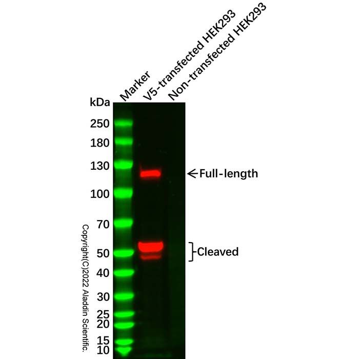 V5 tag Mouse mAb -    by Aladdin Scientific
