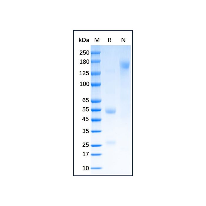 Bovine IgG -    by Aladdin Scientific