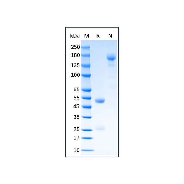 Guinea Pig IgG -    by Aladdin Scientific