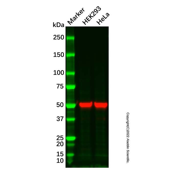 beta Tubulin Mouse mAb (HRP) -    by Aladdin Scientific