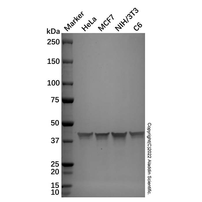 Goat Anti-Rabbit IgG H&L (Alkaline Phosphatase) -    by Aladdin Scientific