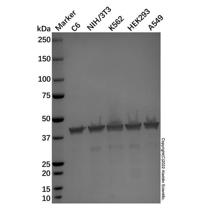 Goat Anti-Mouse IgG H&L (Alkaline Phosphatase) - by Aladdin Scientific