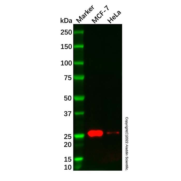 Bcl-2 Mouse mAb -    by Aladdin Scientific