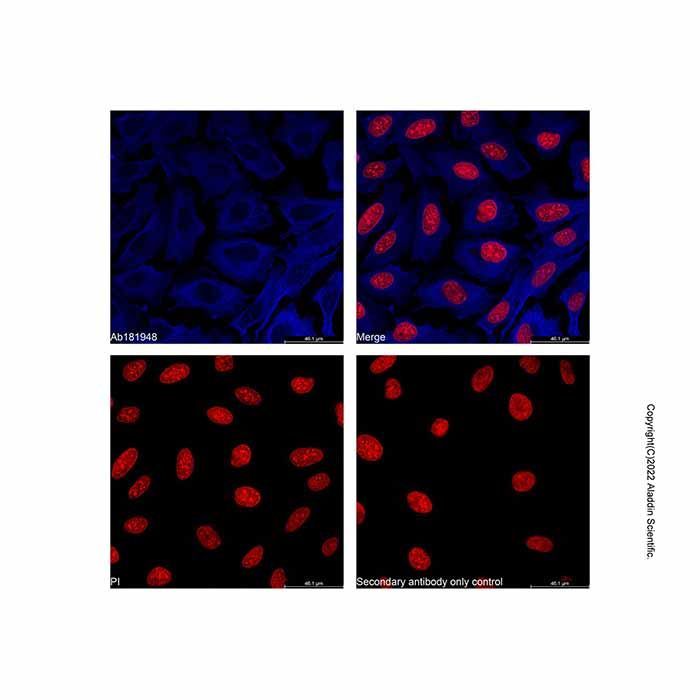 Goat Anti-Mouse IgG H&L (AF405) - by Aladdin Scientific