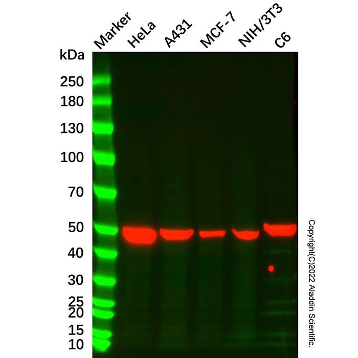 ENO1 Mouse mAb -    by Aladdin Scientific
