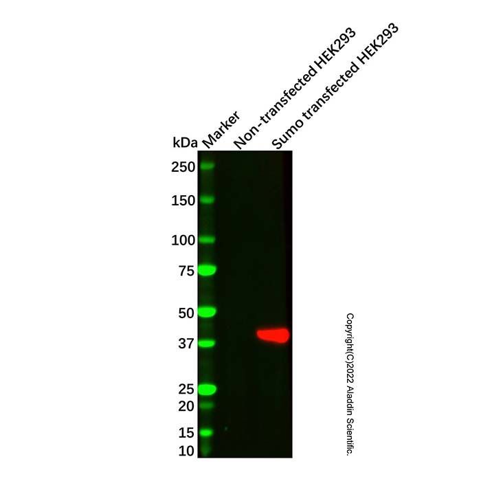 Sumo tag Mouse mAb -    by Aladdin Scientific