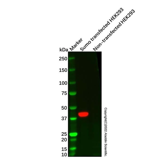 Sumo tag Mouse mAb -    by Aladdin Scientific