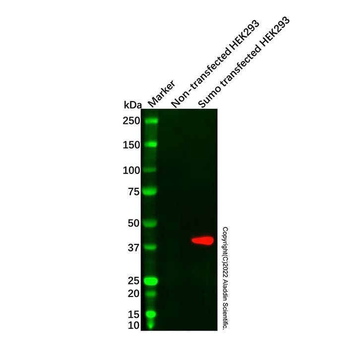 Sumo tag Mouse mAb - by Aladdin Scientific