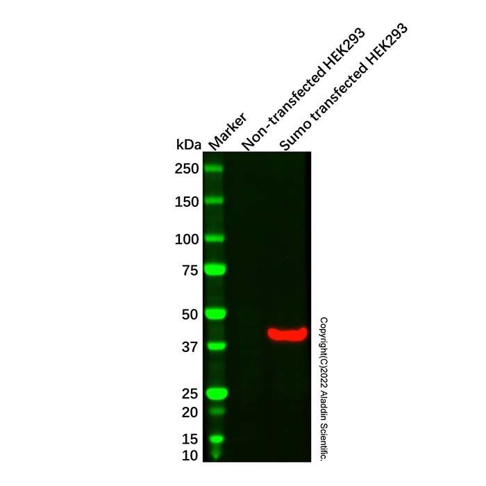 Sumo tag Mouse mAb -    by Aladdin Scientific