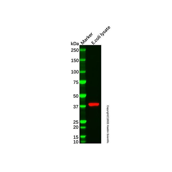 MBP Tag Mouse mAb -    by Aladdin Scientific
