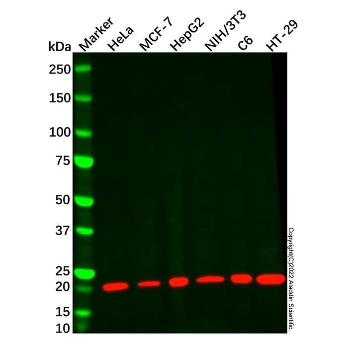 Cyclophilin B Mouse mAb - by Aladdin Scientific