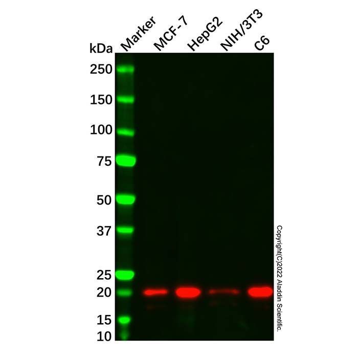 Cyclophilin B Mouse mAb - by Aladdin Scientific